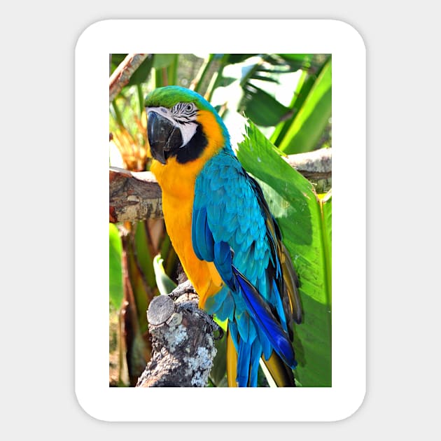 Macaw Parrot Yellow And Blue Bird Sticker by AndyEvansPhotos